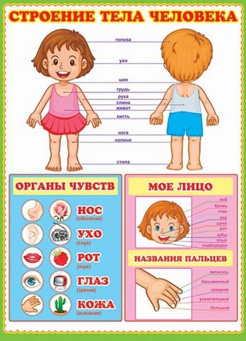Плакат 50*70см "Строение тела человека"